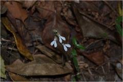 Zeuxine longilabris